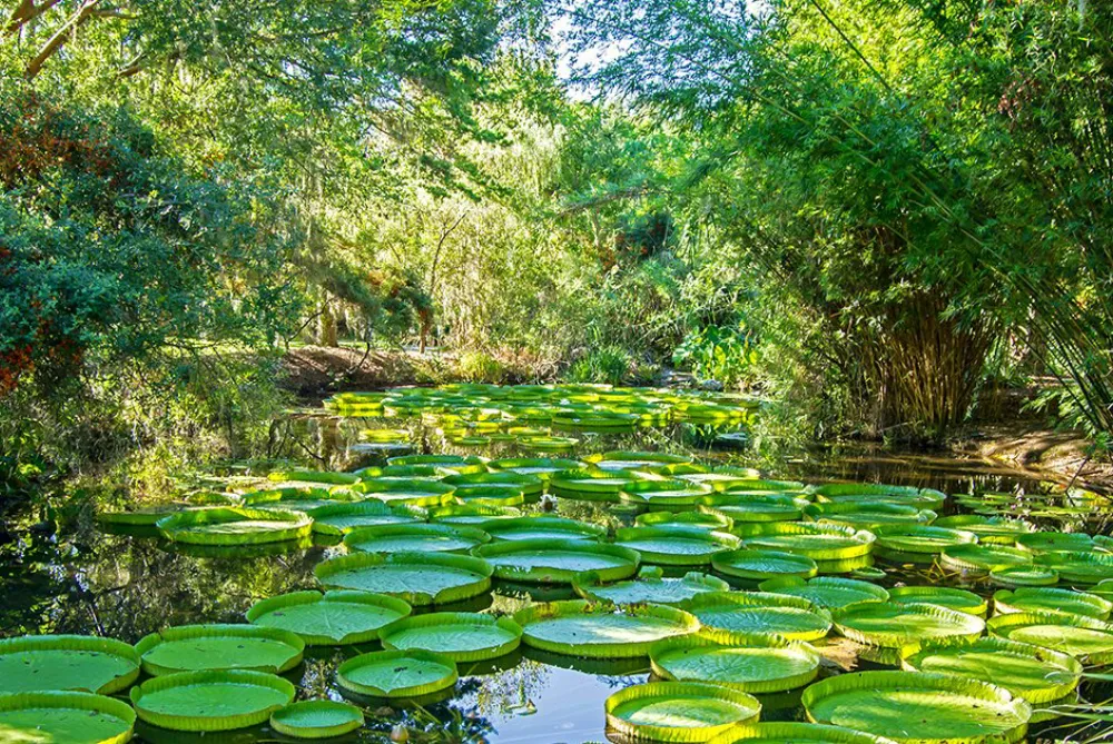 Kanapaha Botanical Gardens