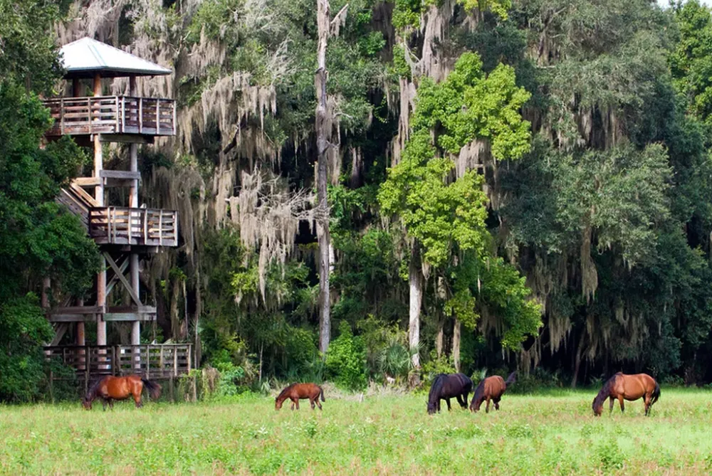 Paynes Prairie Preserve State Park