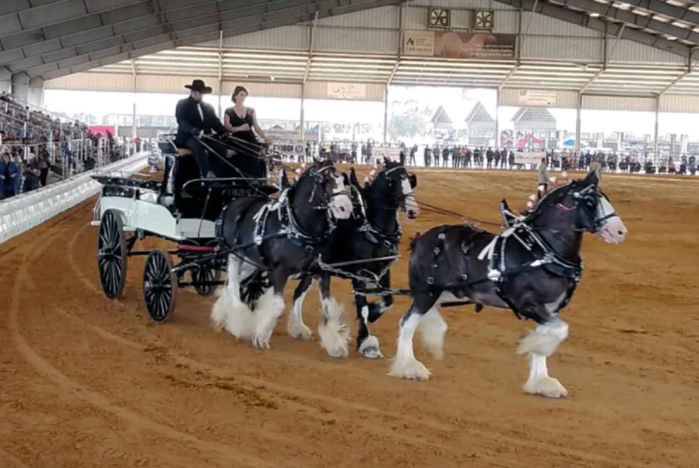 Grandview Clydesdale Tours