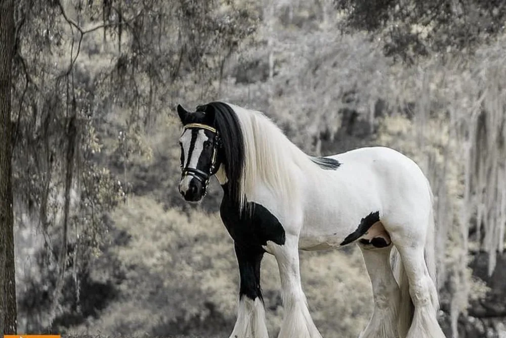 Gypsy Gold Gypsy Vanner Horses