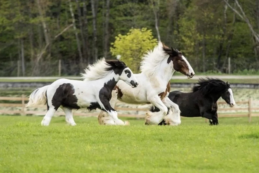 The Horse Capital Tours